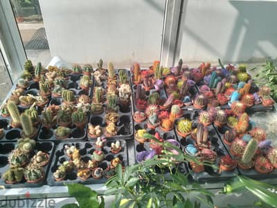 garden mantince
