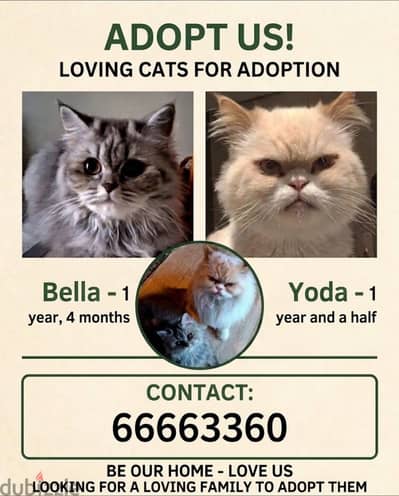 Cats for adoption