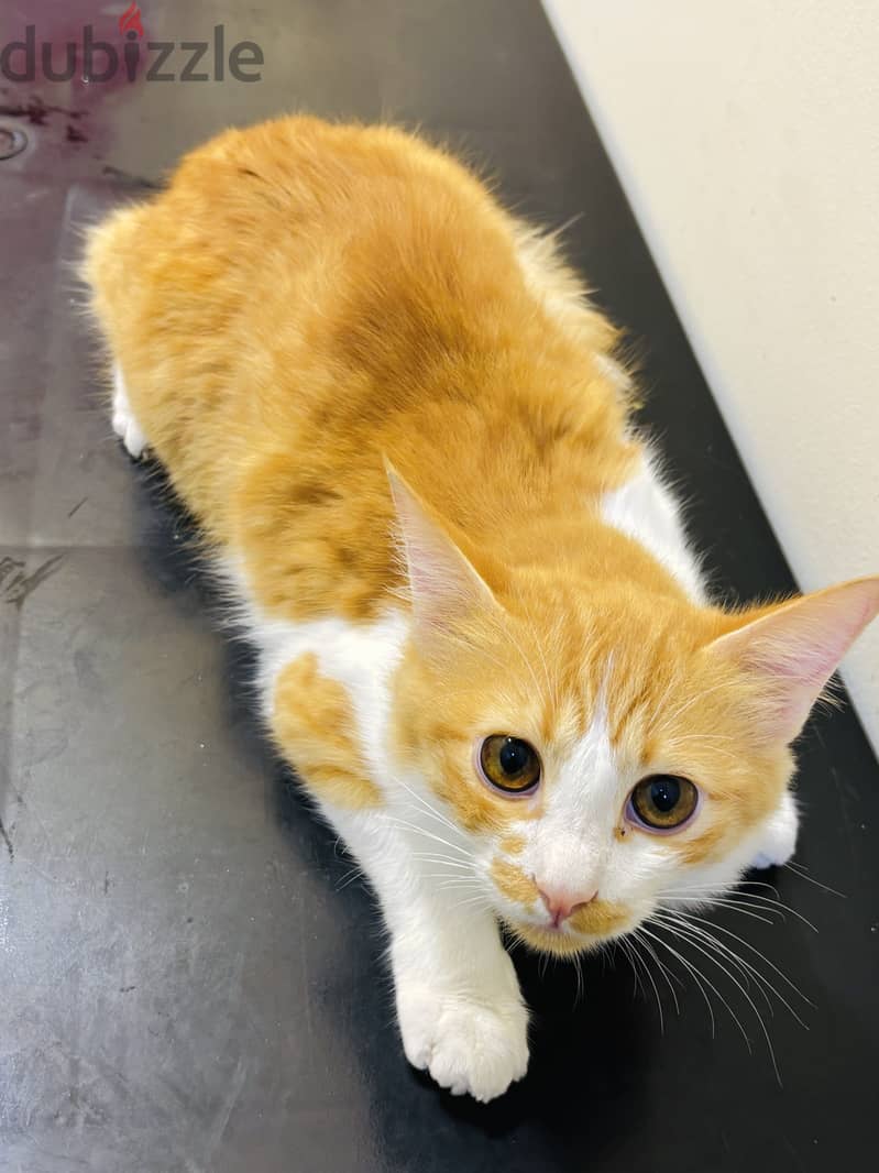 Adolescent kittens 1