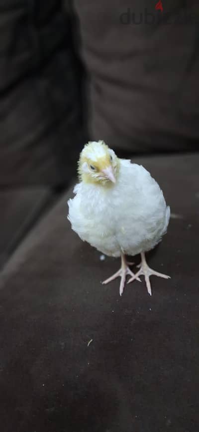 texas quail urgent for sale. .