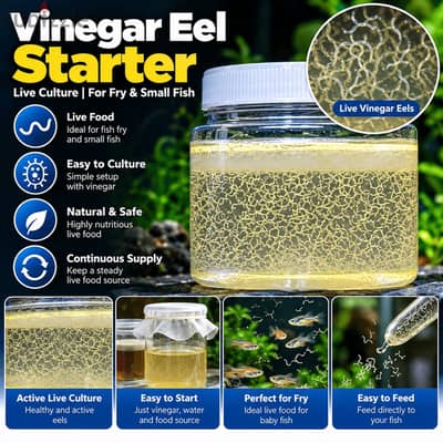Vinegar Eel new born fish food