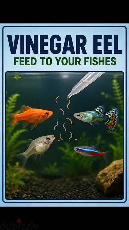 Vinegar Eel new born fish food 1