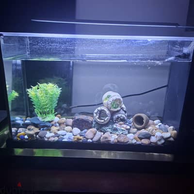 fish tank