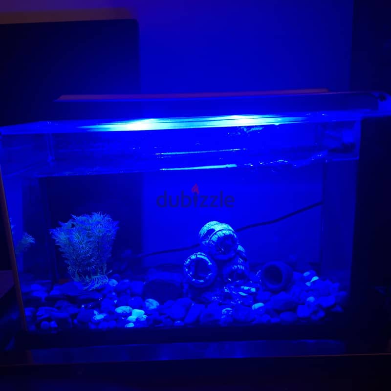 fish tank 1