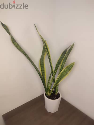 Snake plant