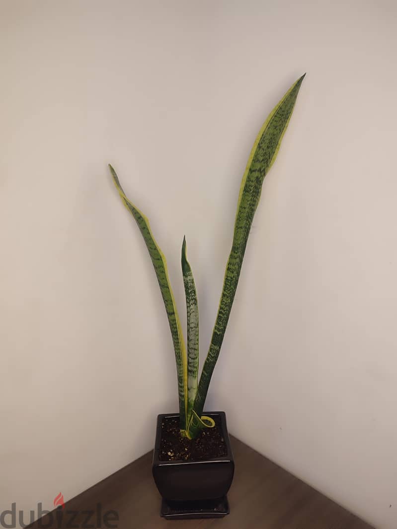 Snake plant 1