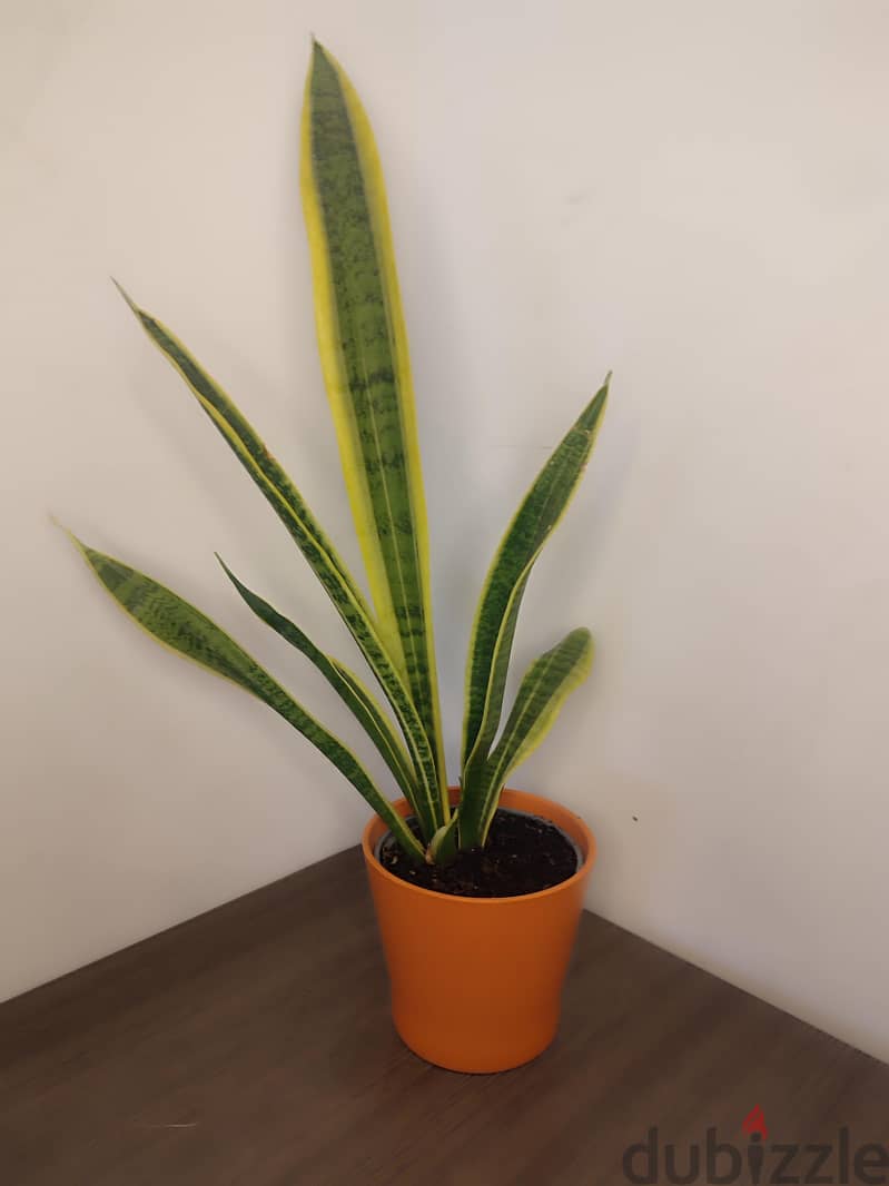 Snake plant 2