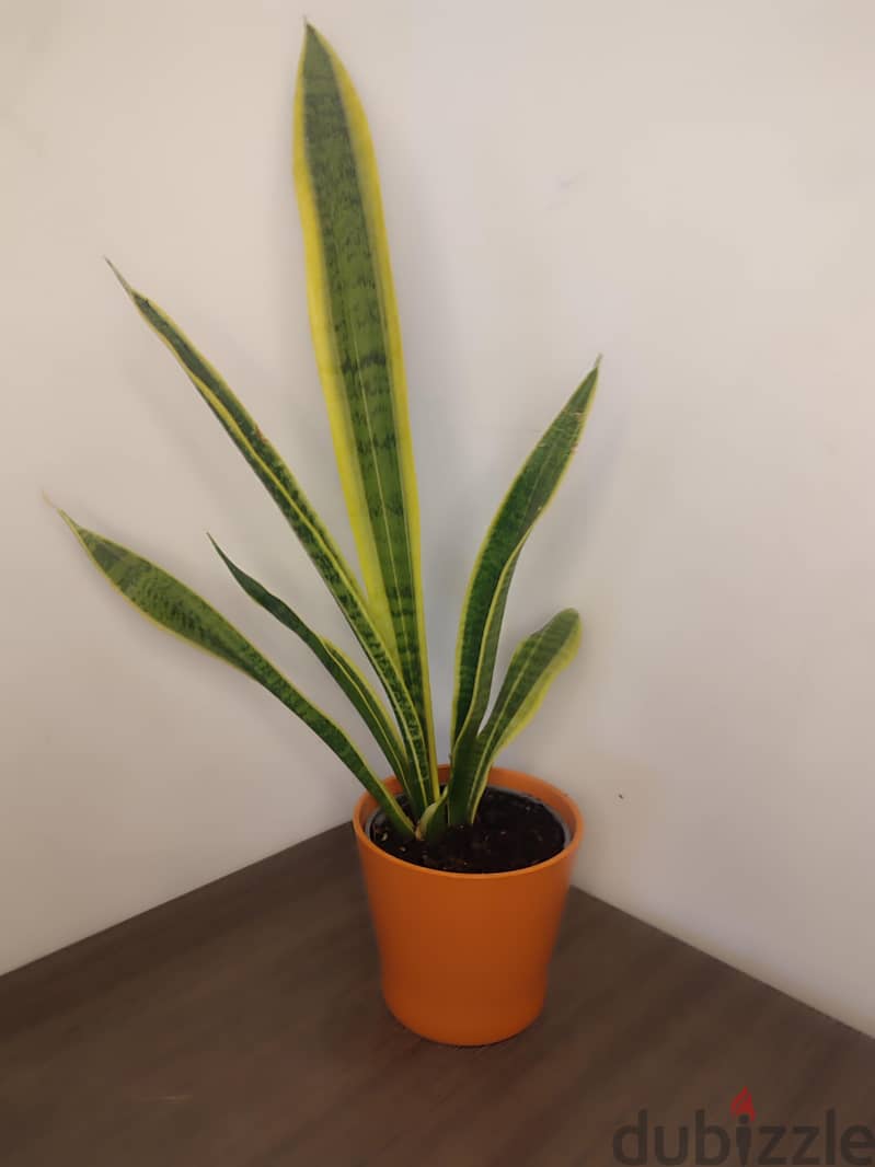 Snake plant 3