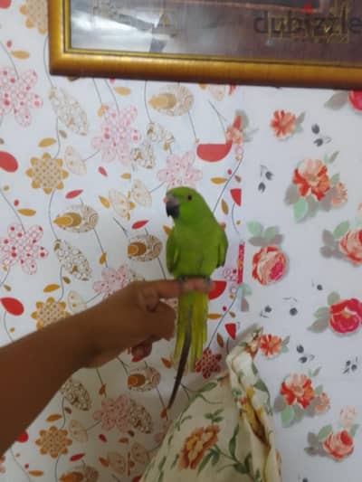 green ring neck  tame parrot for sell