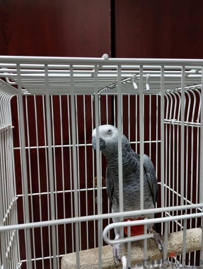 kaceco for sale fully trained and tamd