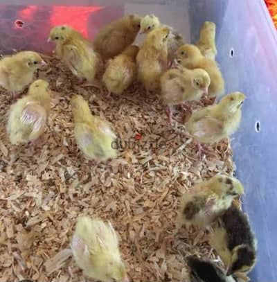 quail chicks urgent for sale. .