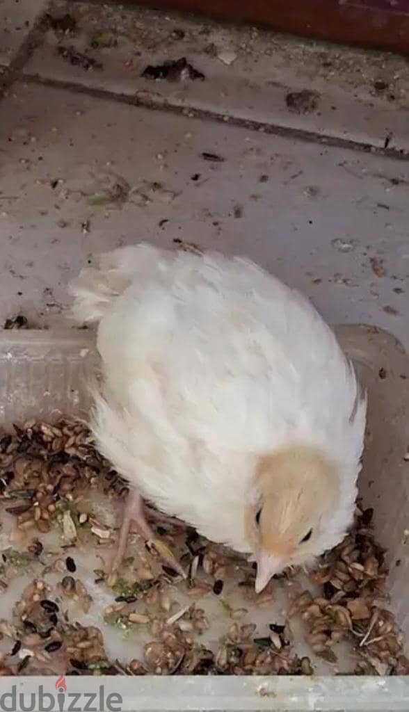 quail chicks urgent for sale. . 1