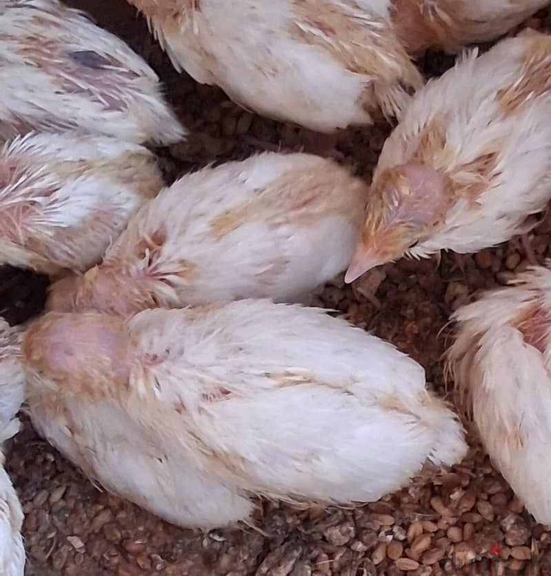 quail chicks urgent for sale. . 2
