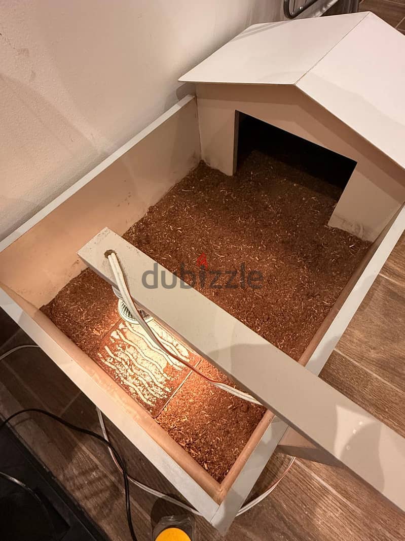 سلحفاة سورية للبيع مع البيت و لمبة uv و لمبة حرارة 1