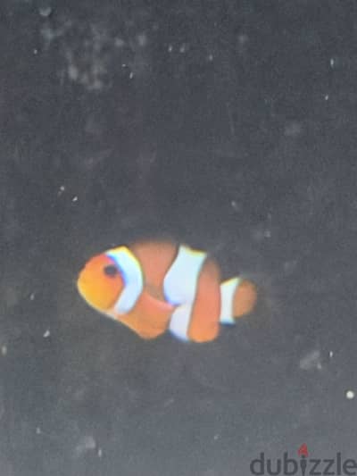 Clown fish for sale