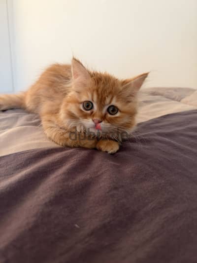 Persian kitten for sale