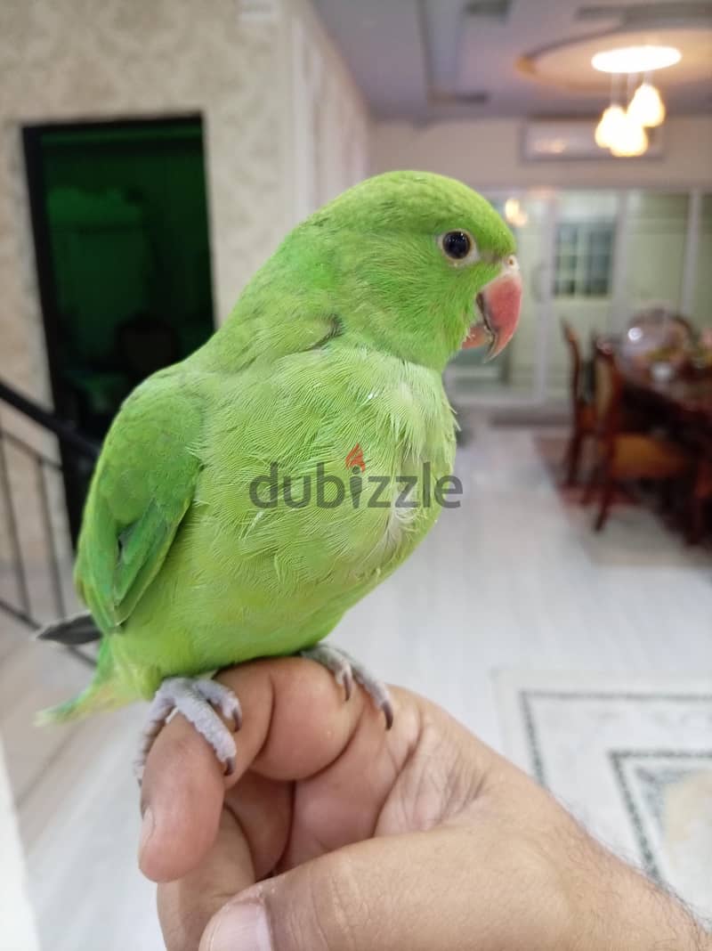 متو دره 1