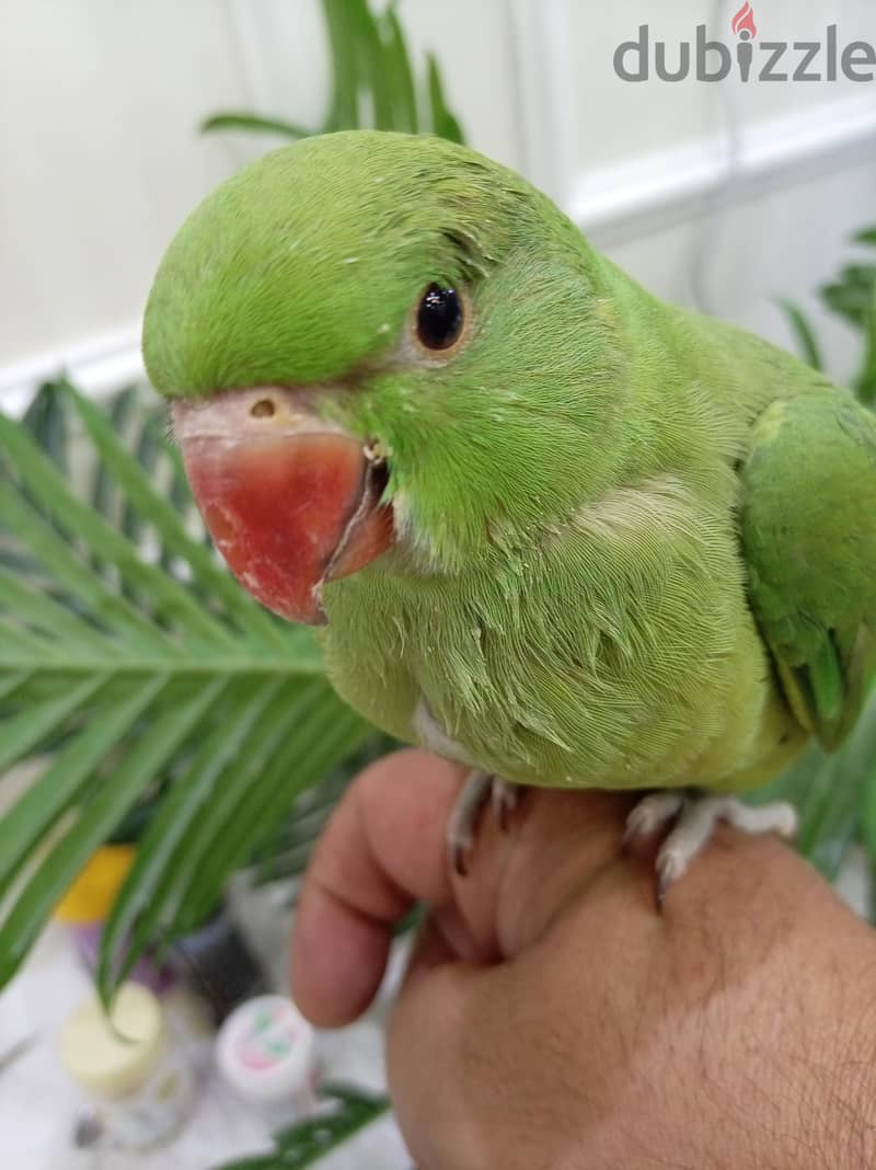 متو دره 2