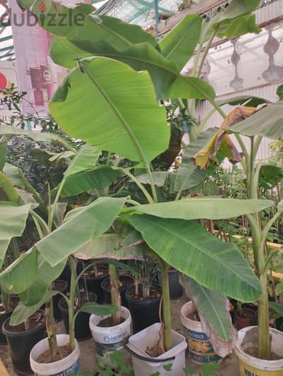 garden mantince