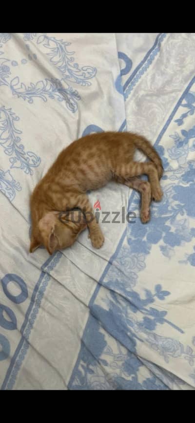 Stray kitten for adoption
