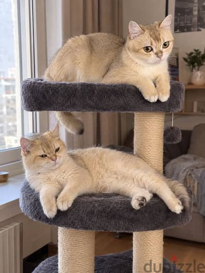 Purebred British Shorthair cats