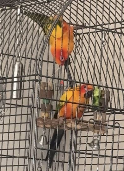 2 Sun conure , عدد ٢ صن كنيور ( Male & Female )