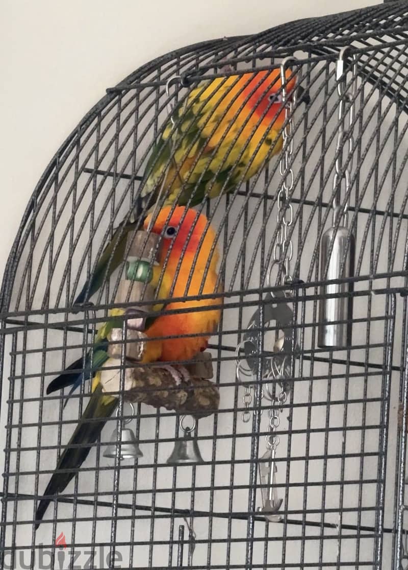 2 Sun conure , عدد ٢ صن كنيور ( Male & Female ) 1