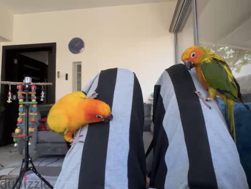 2 Sun conure , عدد ٢ صن كنيور ( Male & Female ) 2