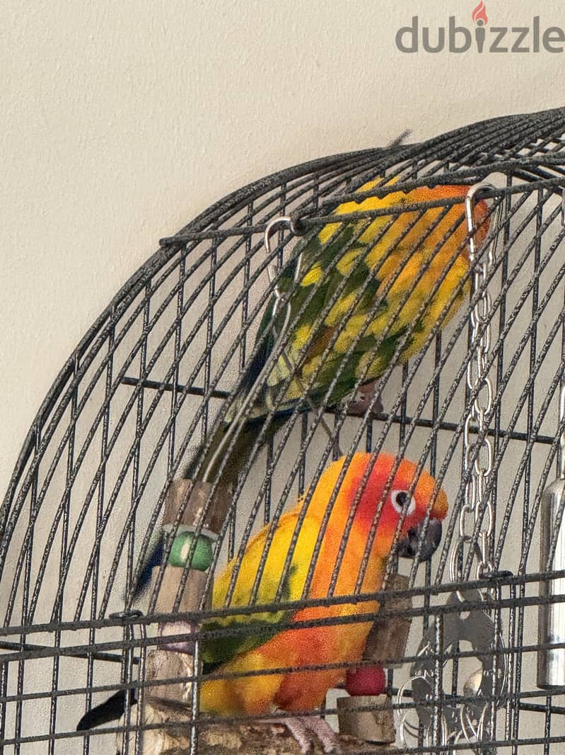 2 Sun conure , عدد ٢ صن كنيور ( Male & Female ) 3