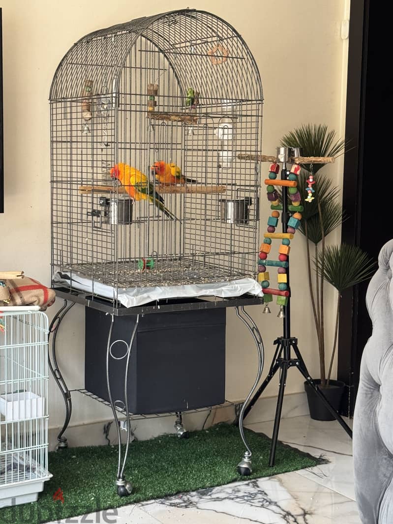 2 Sun conure , عدد ٢ صن كنيور ( Male & Female ) 4