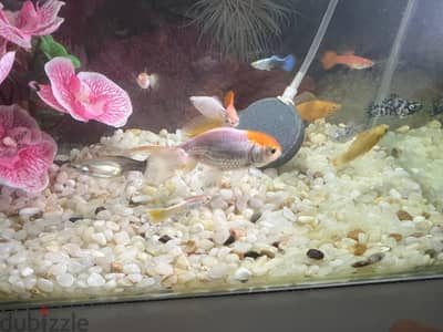 Fishes