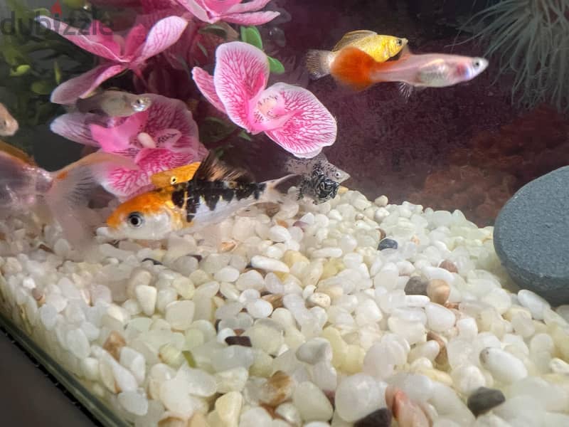 Fishes 1