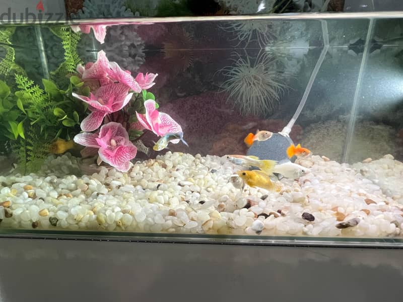 Fishes 2