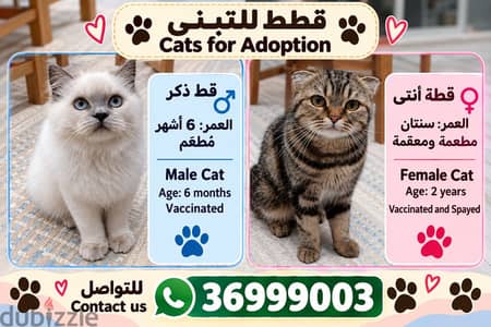 Cats for adoption  قطط للتبني