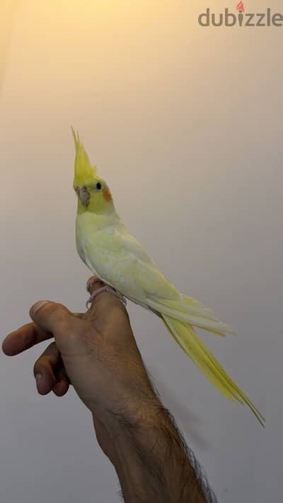 Cockatiel tamed