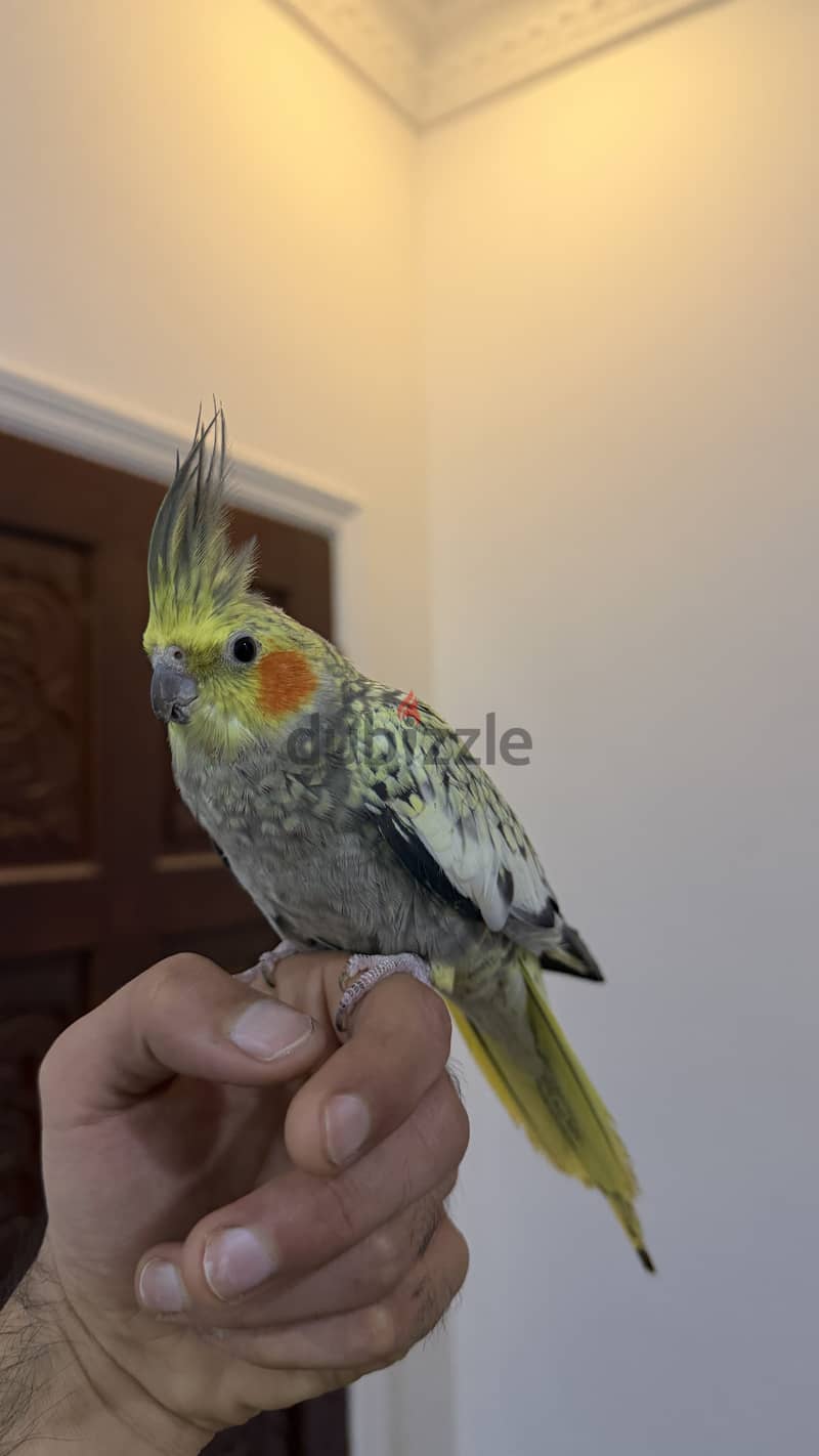 Cockatiel tamed 1