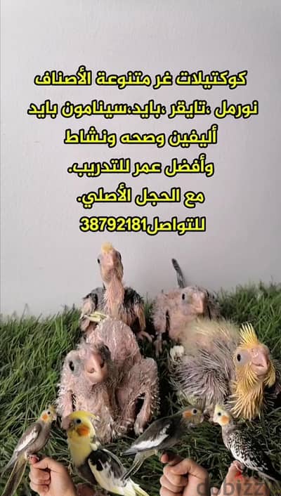 كوكتيلات غر متنوعة الأصناف مع الحجل الأصلي