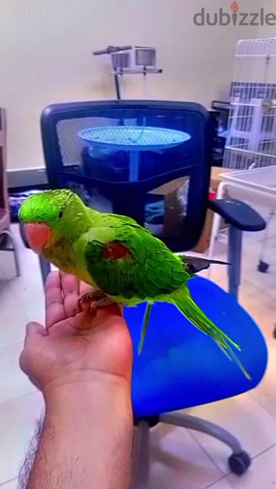 Napali Parrot Available for Sale