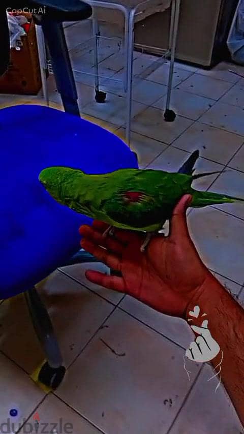 Napali Parrot Available for Sale 1