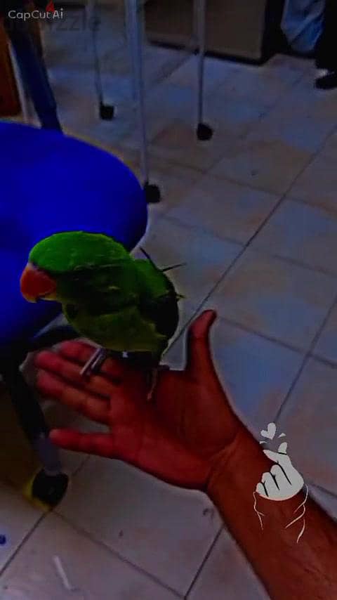 Napali Parrot Available for Sale 2