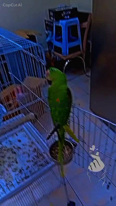 Napali Parrot Available for Sale 3