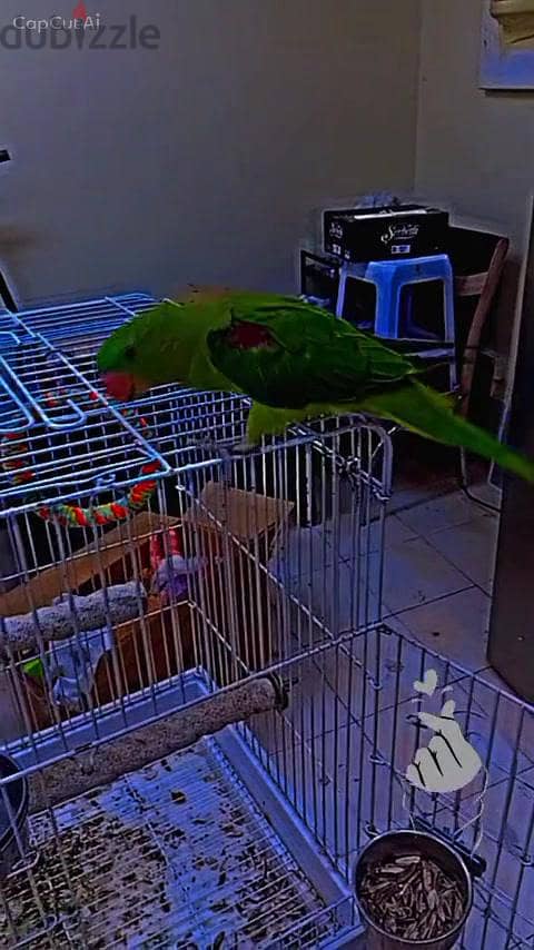Napali Parrot Available for Sale 4