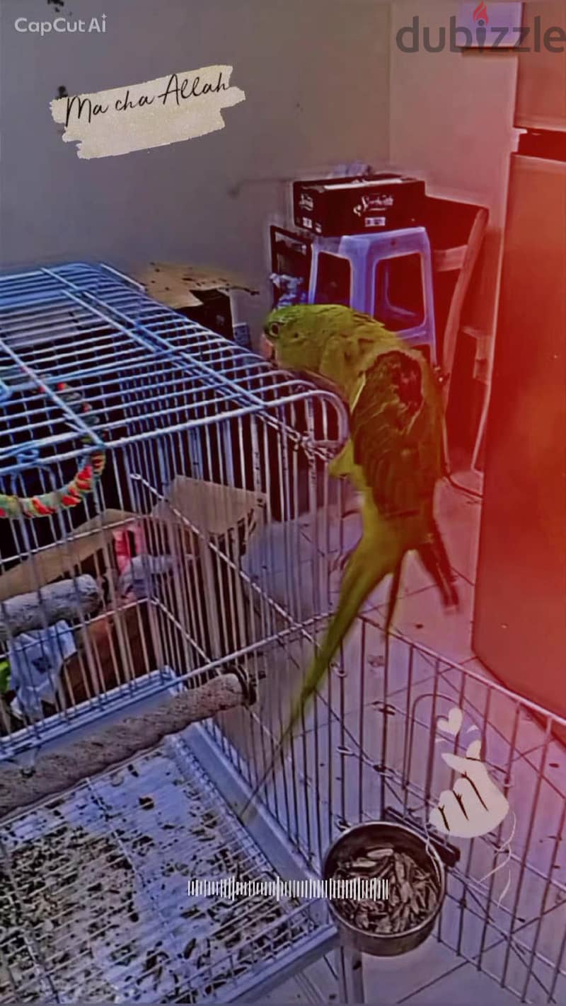 Napali Parrot Available for Sale 5