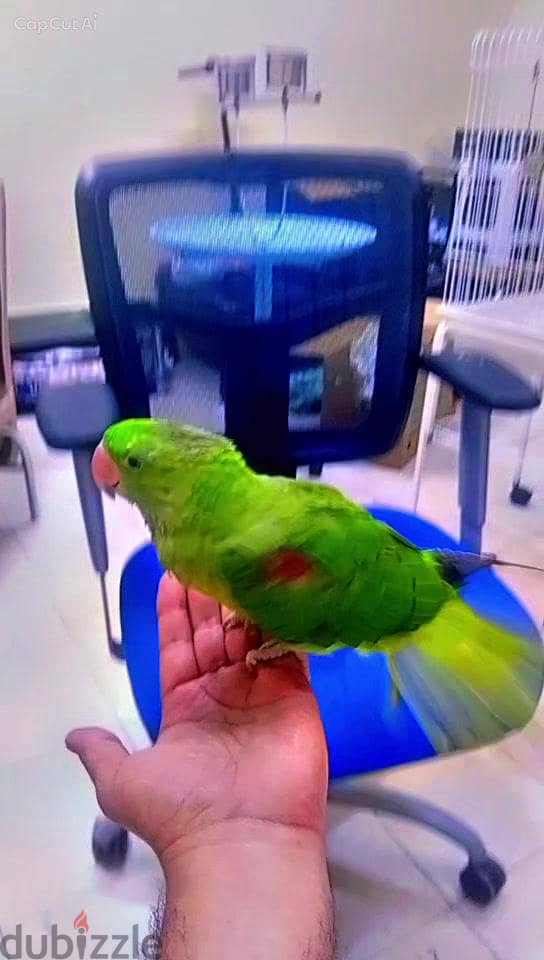 Napali Parrot Available for Sale 6