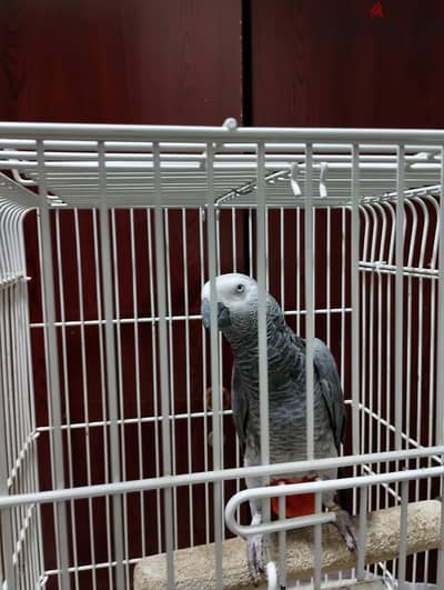 caseko bird fully trained to talk