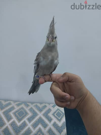 كوكتيل اليف نهايه غر للبيع