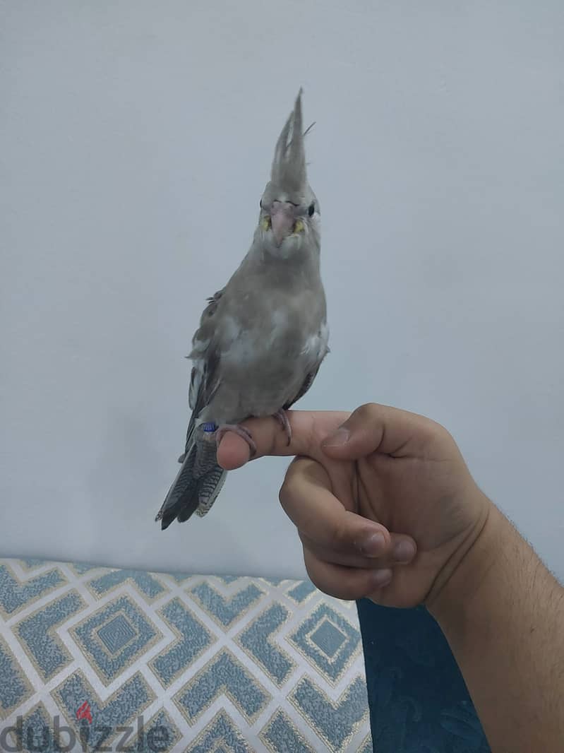 كوكتيل اليف نهايه غر للبيع 1
