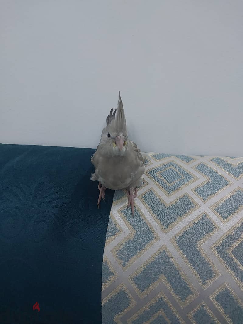كوكتيل اليف نهايه غر للبيع 2
