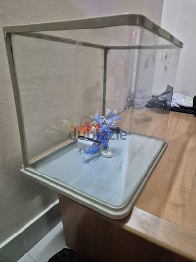 fish tank aquarium