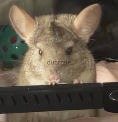 Male Chinchilla in rare brown colour
